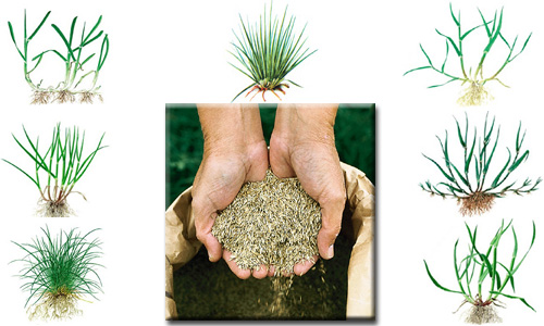 Rasensaatgut, Rasendünger & Greenfield-Saatgut für Golfrasen und